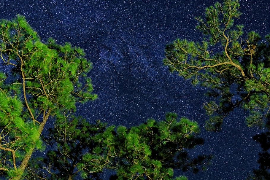 tall and green trees view, star, sky, fir, pine, night, dark HD wallpaper