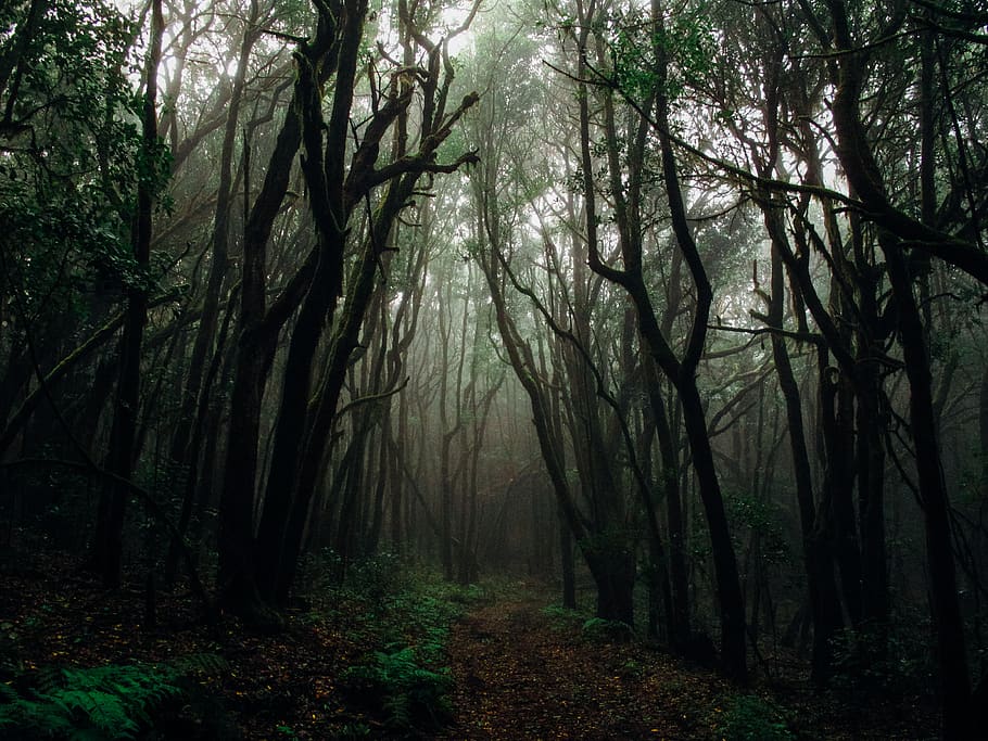 sunlight pierce through woods, forest, tree, land, plant, tranquility HD wallpaper