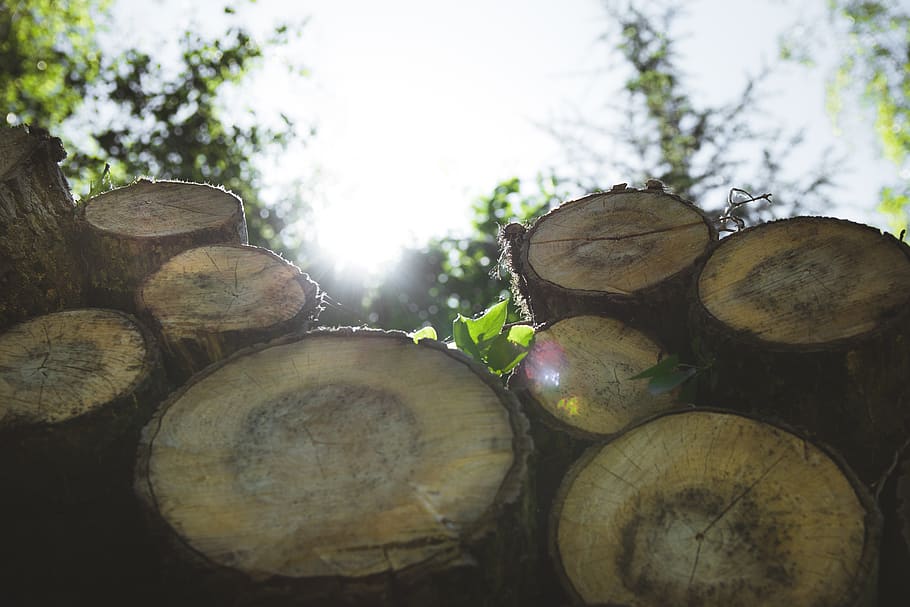 wood, trees, forest, logs, nature, sunrays, green, sky, timber HD wallpaper
