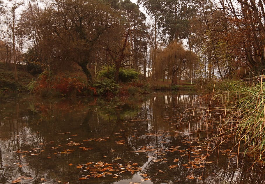 autumn, forest, pond, trees, leaves, mystic, path, magic, landscape HD wallpaper