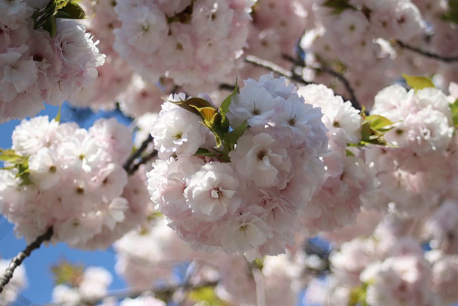 full bloom, cherry, spring, nature, flowering plant, fragility HD wallpaper