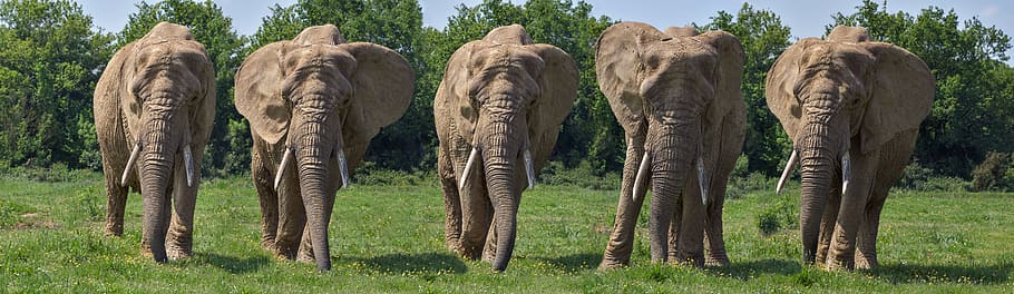elephant, mounting, five, animal, trunk, green, mammal, animal themes HD wallpaper