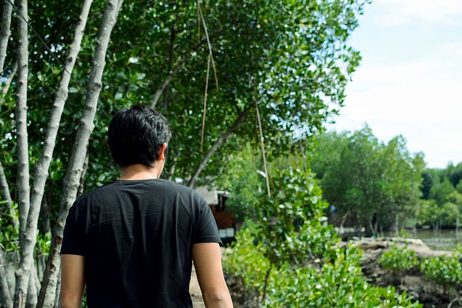 pond, man, back, green, rear view, tree, plant, one person HD wallpaper