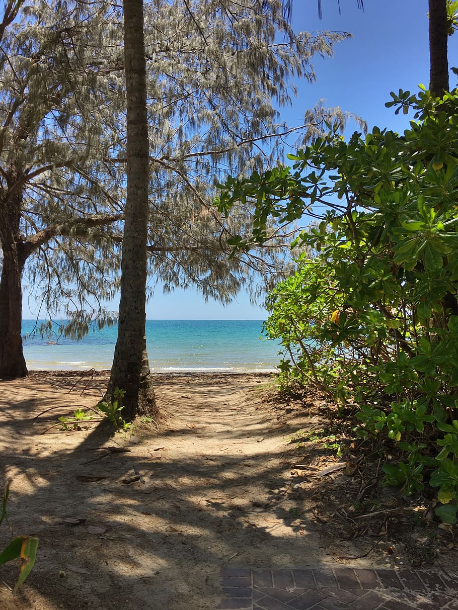 tree, beach, secluded, holiday, seascape, plant, nature, water HD wallpaper
