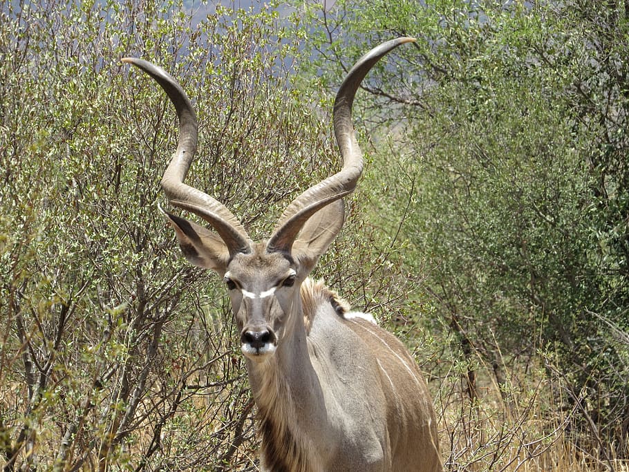 brown horned aninal, wildlife, mammal, animal, antelope, elk HD wallpaper