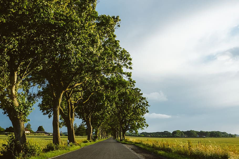 Beautiful country road on Rugen, Germany, agriculture, asphalt