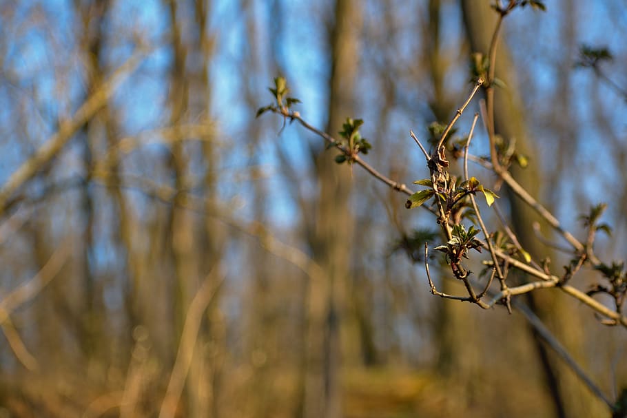 spring, bush, tree, shrubs, trees, branch, branches, nature HD wallpaper