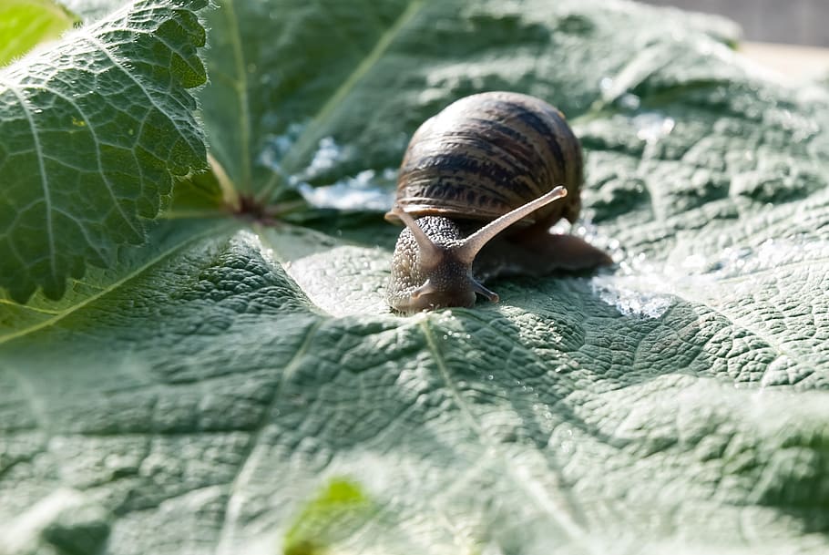 snail, leaf, nature, mollusk, shell, horns, gastropod, invertebrate HD wallpaper