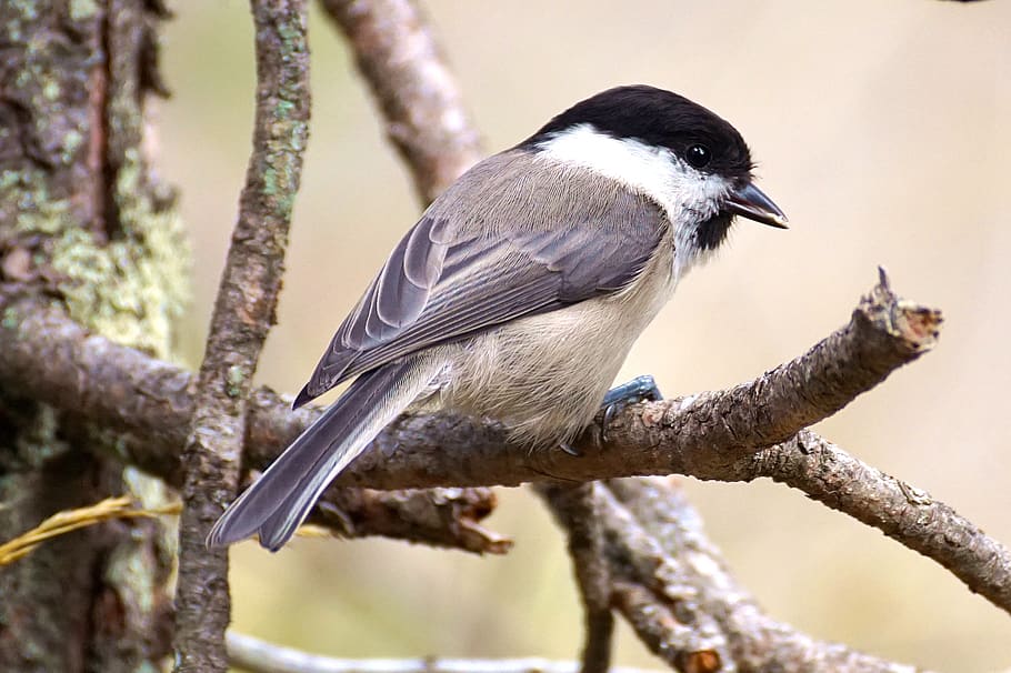 Close-up of Bird Perching Outdoors, animal, blur, cute, daylight HD wallpaper