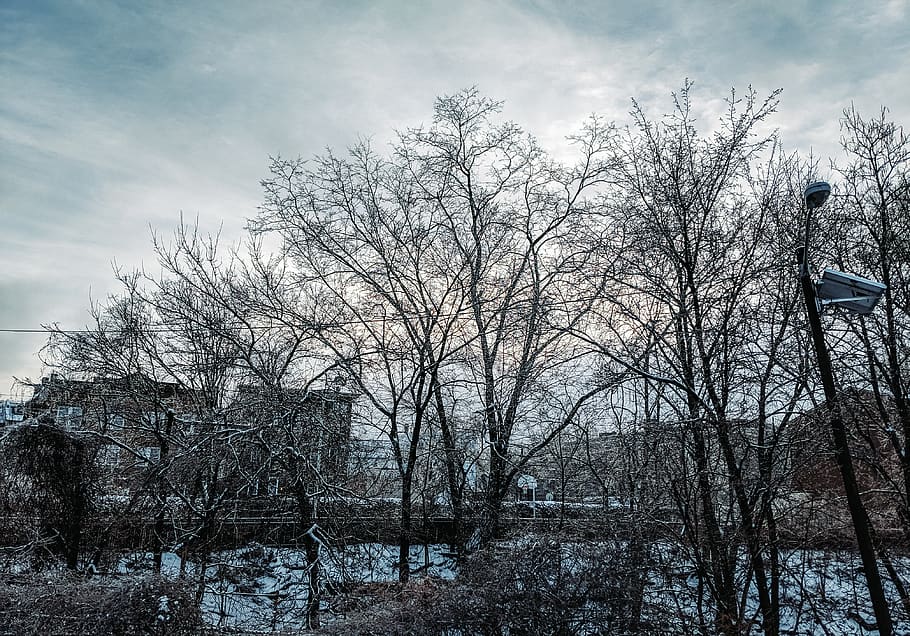 tree, plant, bare tree, sky, cloud - sky, nature, tranquility HD wallpaper