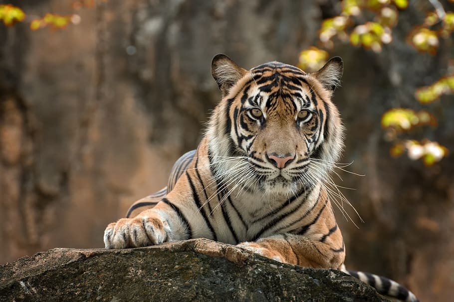 tiger, white, color, beautiful, animal, face, wild, wildlife, HD wallpaper
