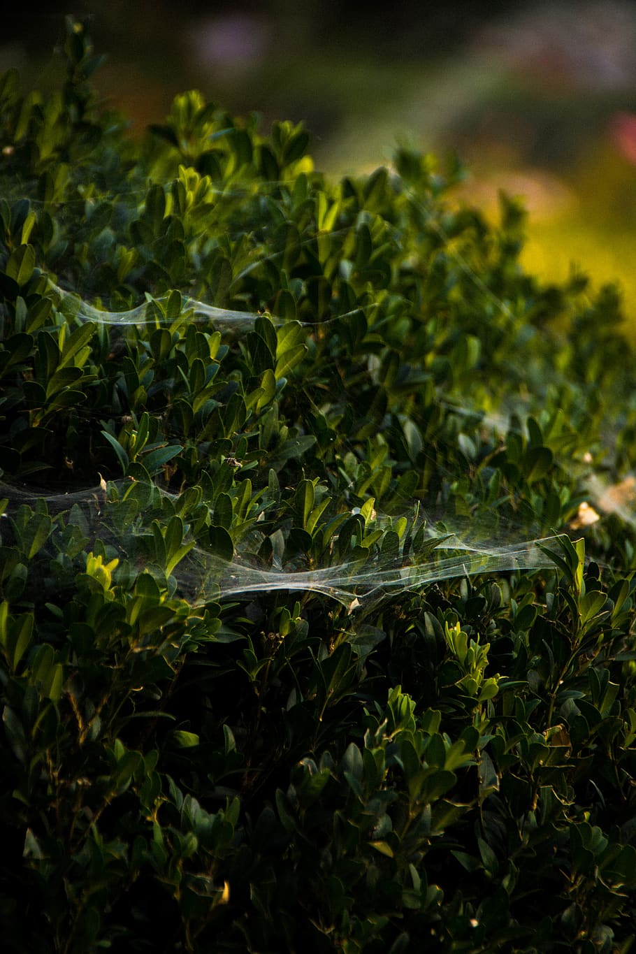 green, web, bush, growth, green color, plant, plant part, leaf HD wallpaper