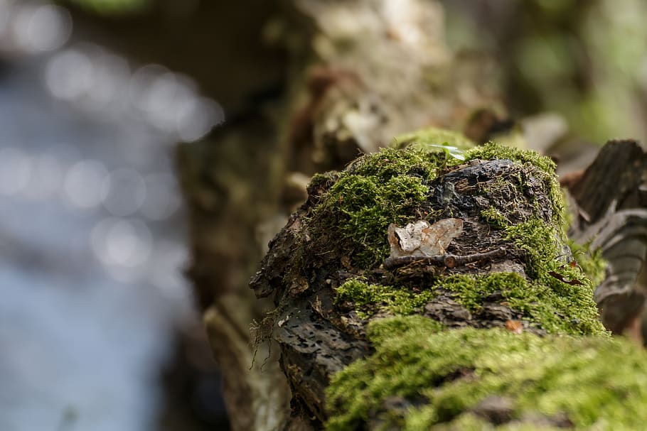 branch, moss, nature, forest, tree, green, wood, selective focus HD wallpaper