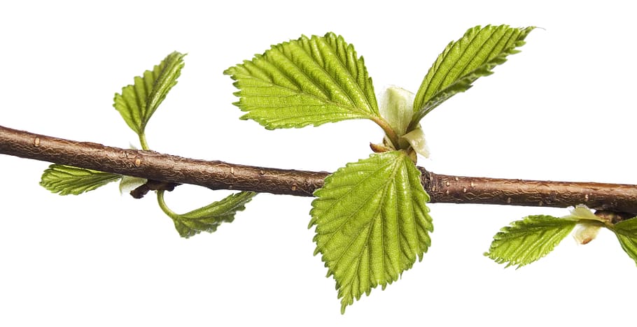 branch, tree, leaf, green, white, plant, isolated, growth, nature HD wallpaper