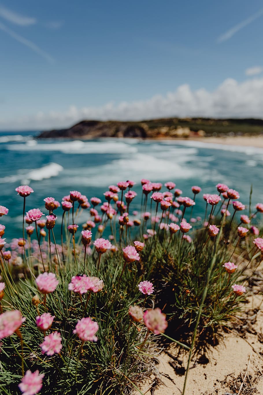 Cluster of Pink Flowers Growing at the Ocean's Edge, Portugal HD wallpaper