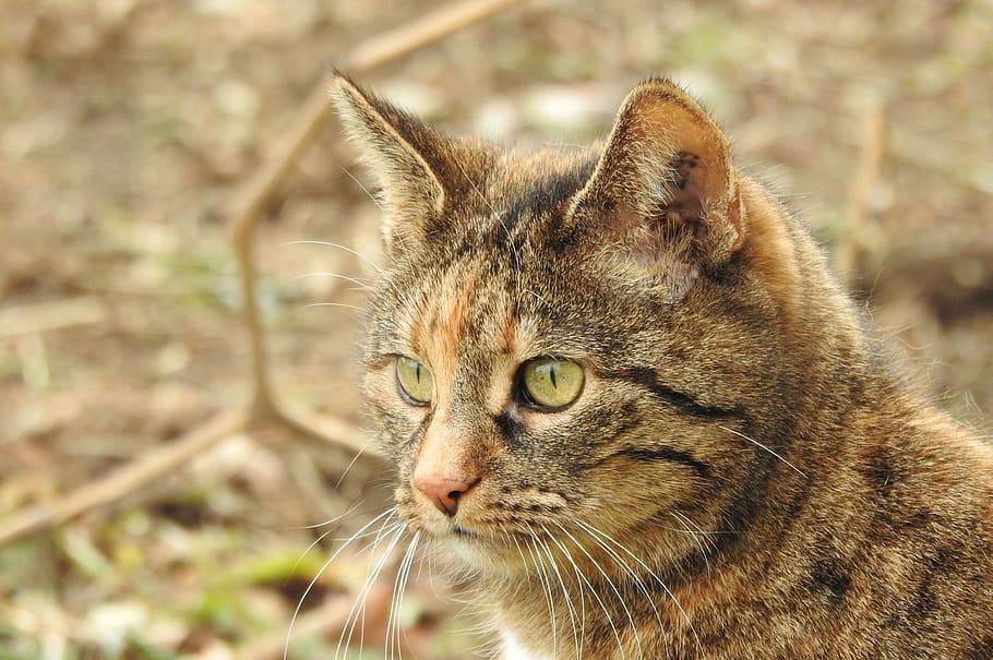 cat, portrait, face, view, close up, domestic cat, mieze, animal world HD wallpaper