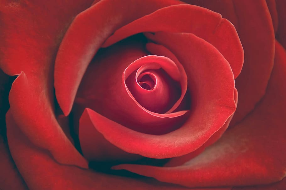 rose, flower, spring, red, beautiful, flowering, nature, floral HD wallpaper