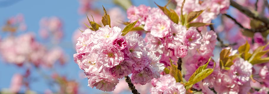 cherry blossom, banner, spring, april, pink, macro, white, nature, HD wallpaper