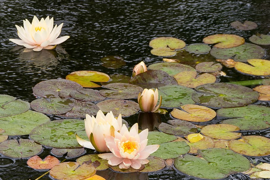 Water lily flowers flowing in a koi pond in the rain at Deep Cut Gardens in Middletown, NJ.