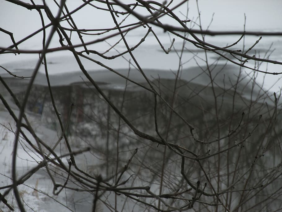 winter, trees, water, ice, abstract, branches, bare tree, no people HD wallpaper