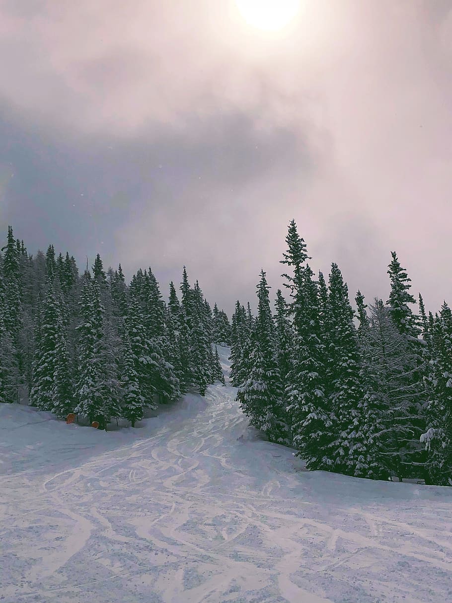 Photo of Trees Covered With Snow, cold, conifers, environment HD wallpaper