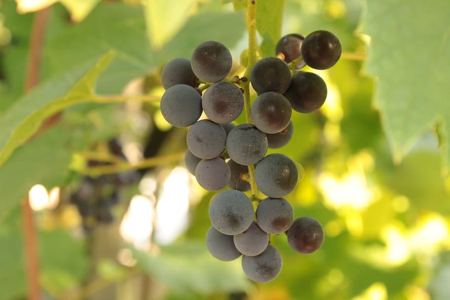 grapes, spray, fruit, blue, vines, agriculture, food and drink HD wallpaper