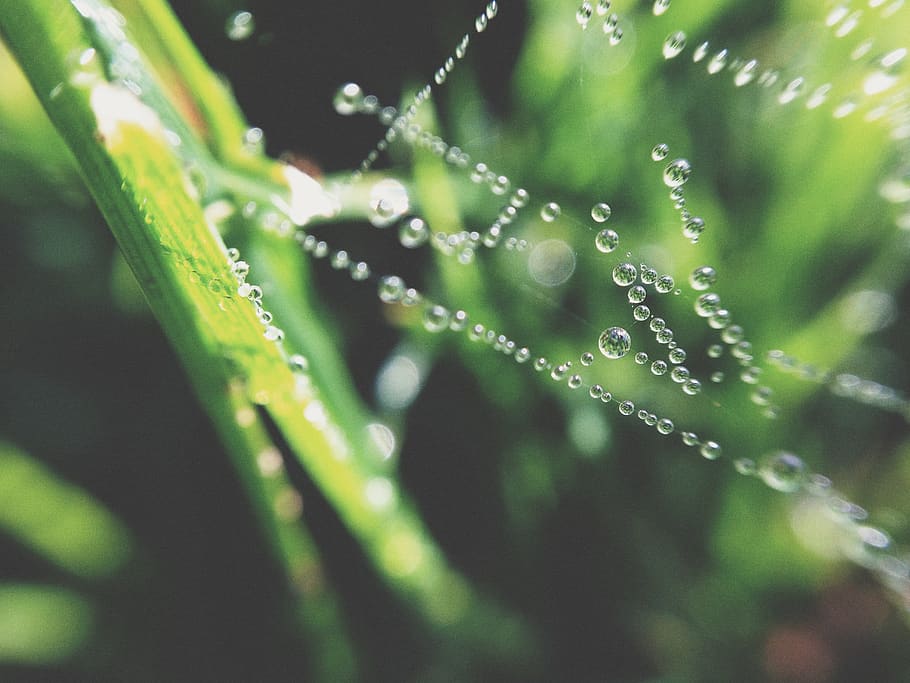 macro, droplet, grass, sun, summer, cobweb, spiderweb, dew HD wallpaper