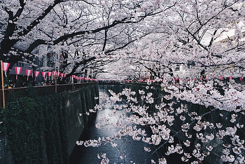 HD wallpaper: nature, sakura, japan, tunnel, cherry blossom, spring ...