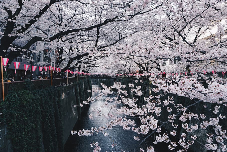 japan, nakameguro, sakura, tokyo, matsuri, flower, plant, blossom, HD wallpaper