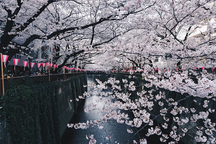 japan, nakameguro, sakura, tokyo, matsuri, flower, plant, blossom