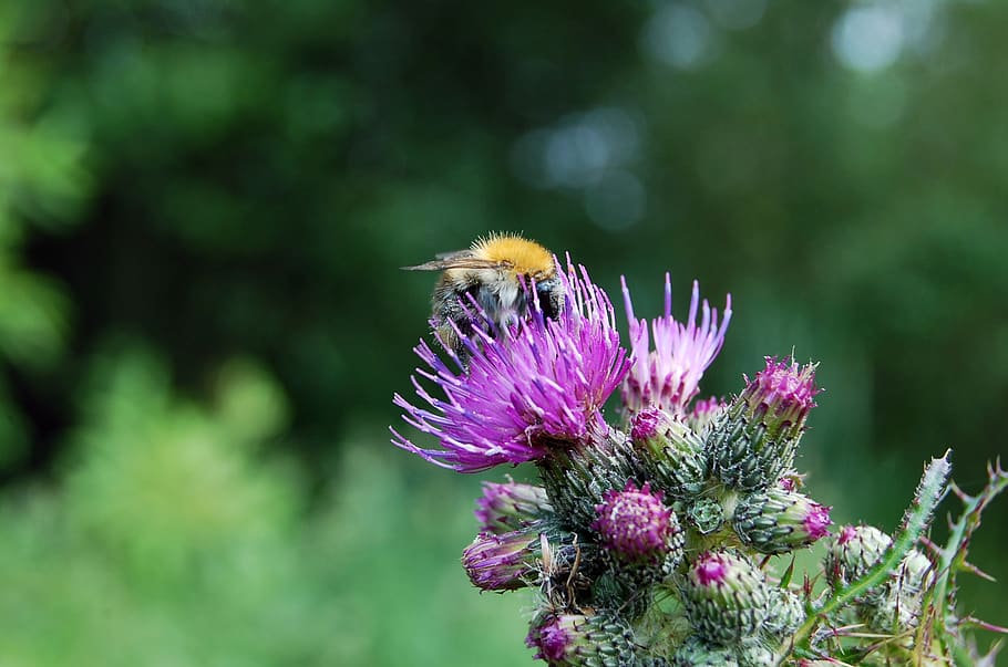 bee perching on purple flower, plant, insect, thistle, honey bee HD wallpaper