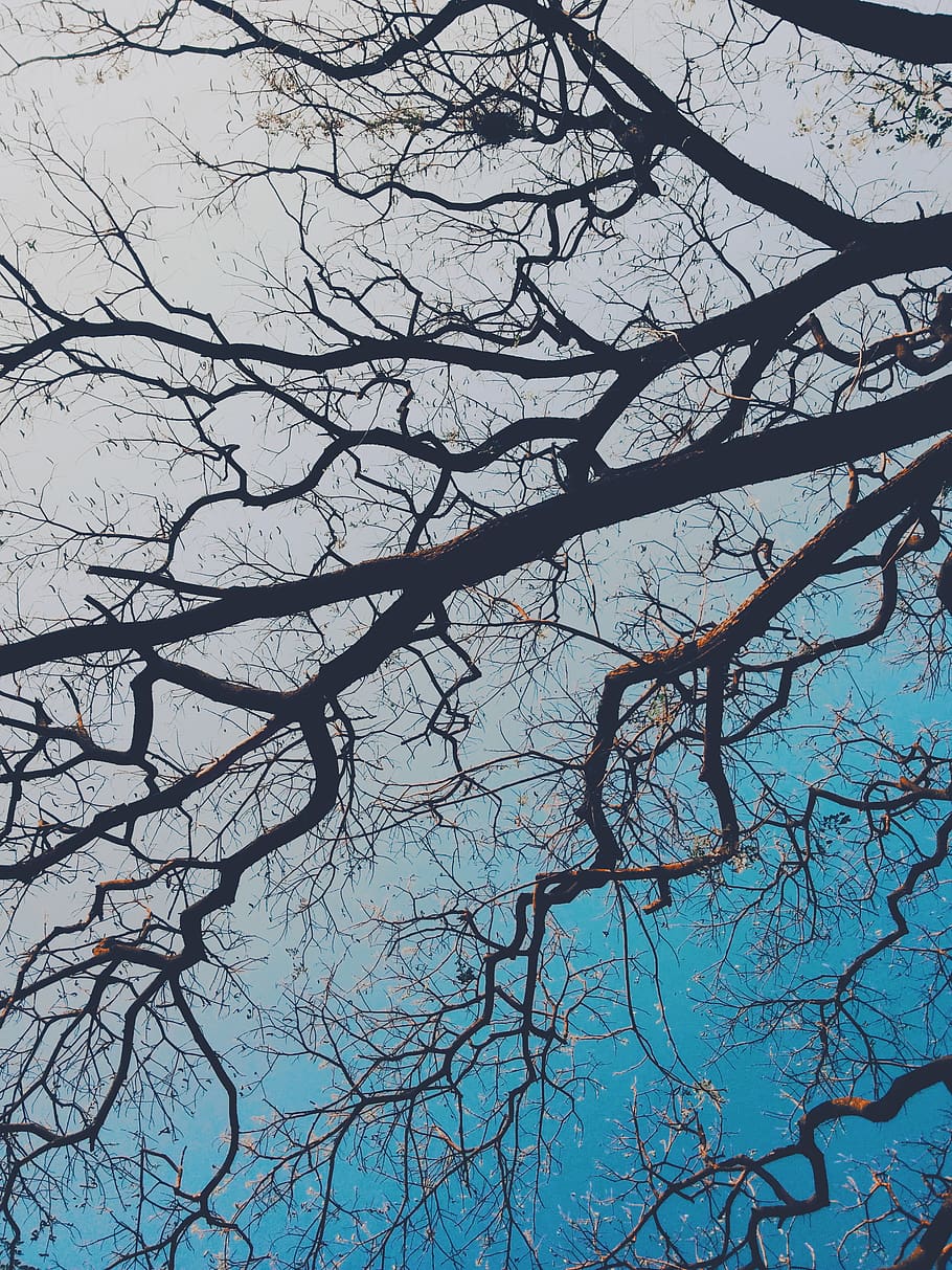 tree, branch, bare tree, plant, low angle view, sky, beauty in nature HD wallpaper