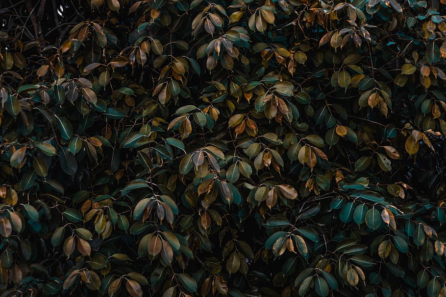 green leafed plant, art, painting, bush, tree, blue, leaves, nature HD wallpaper
