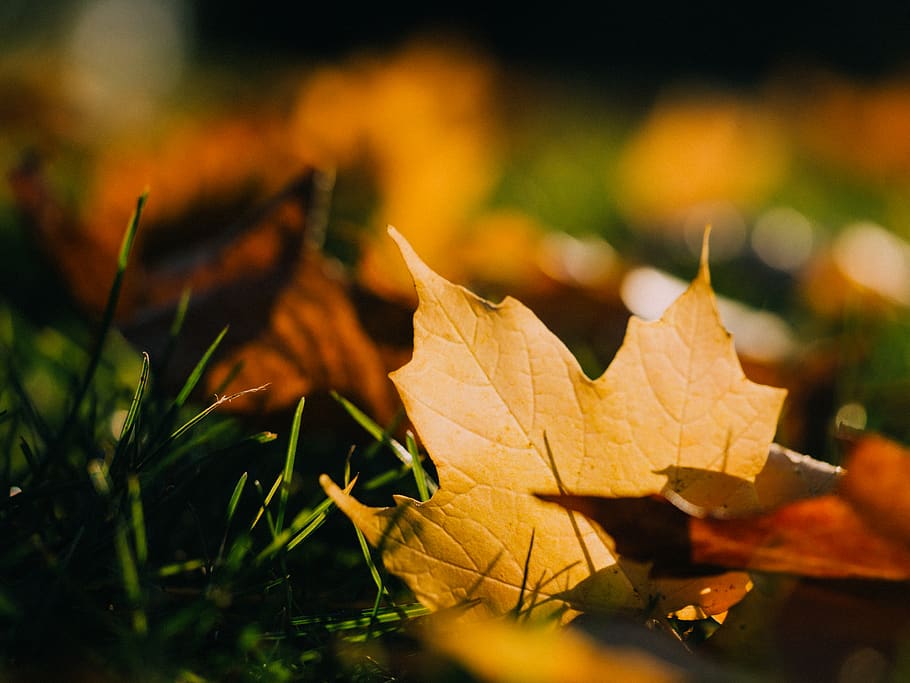 A yellow leaf in the grass., plant part, autumn, change, close-up HD wallpaper