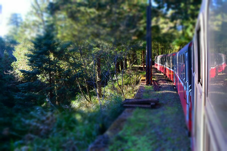taiwan, alishan national forest recreation area, mountain, train