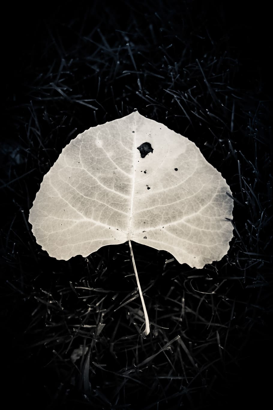 leaf, dark, light, backlight, xray, seethrough, night, plant HD wallpaper
