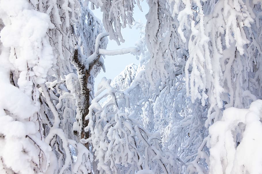 tree, winter, wintertime, outdoor, closeup, cold, snowy, natural HD wallpaper