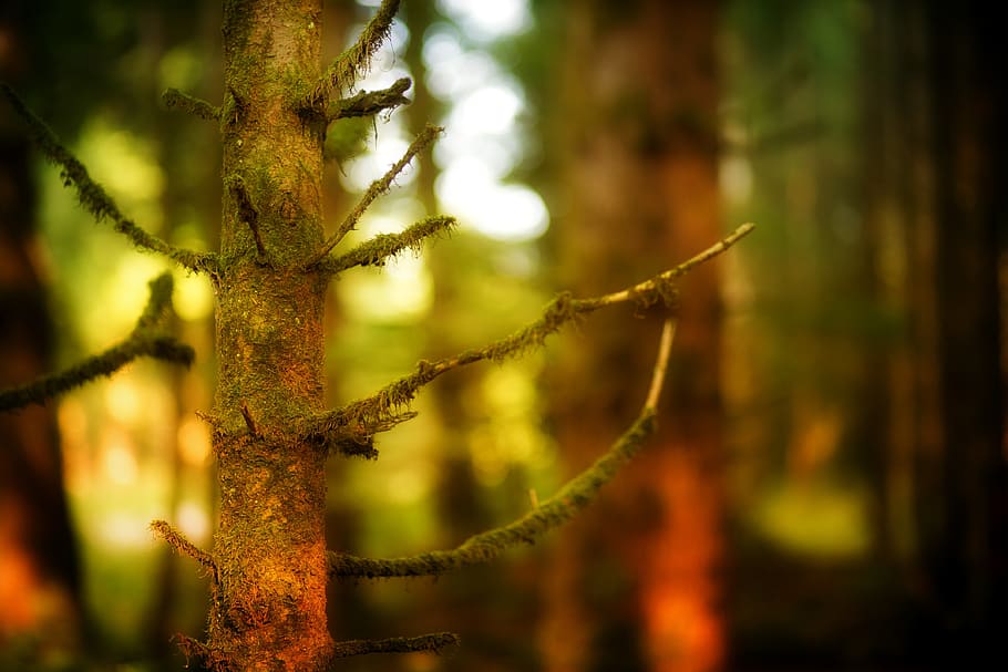 forest, tree, close up, bokeh, blur, nature, autumn, secret HD wallpaper
