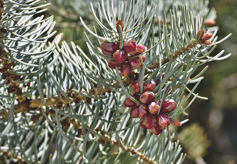 pine needles, pine cones, tap, tree, conifer, branch, fir tree HD wallpaper