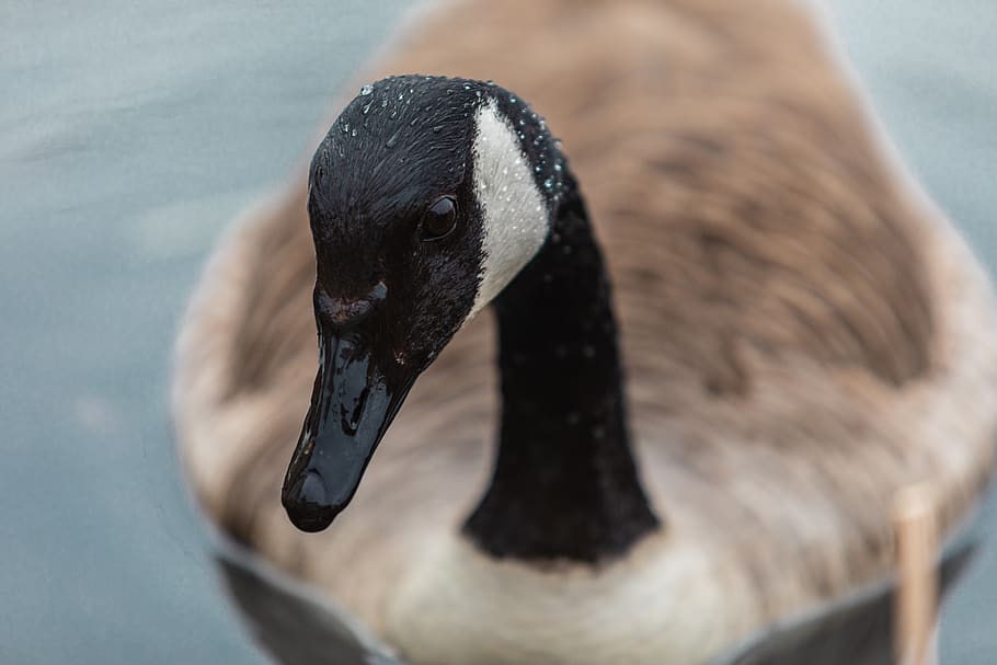 mallard duck, animal wildlife, animals in the wild, animal themes HD wallpaper