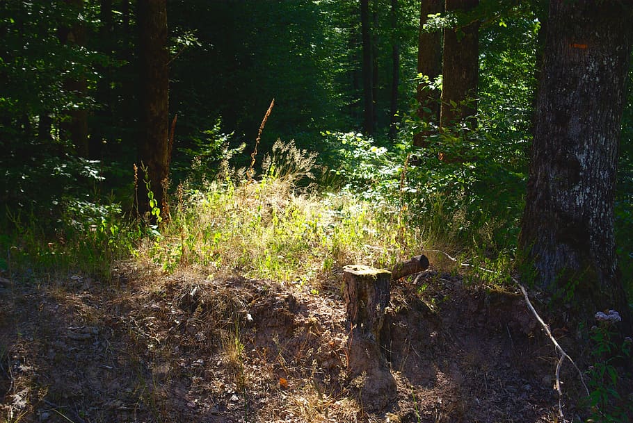 hennezel, forest, light, plant, tree, land, tranquility, no people HD wallpaper