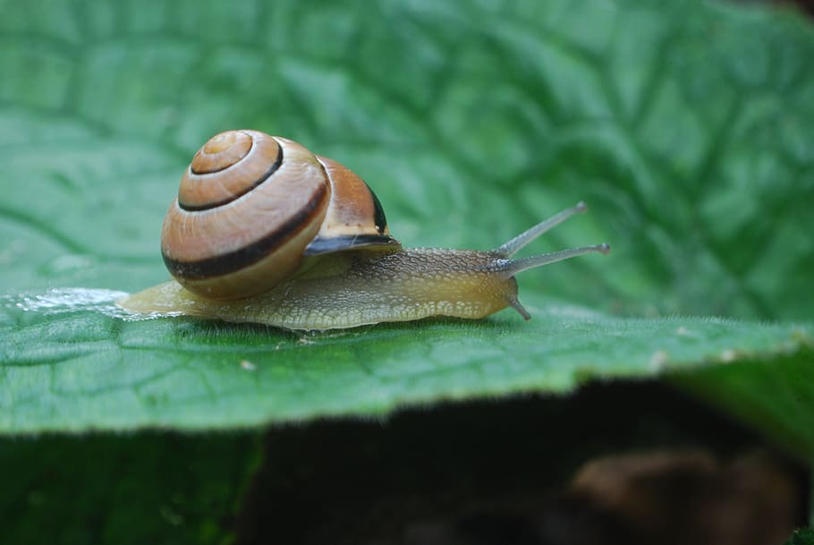 snail, shell, spiral, mollusk, gastropod, invertebrate, animal HD wallpaper
