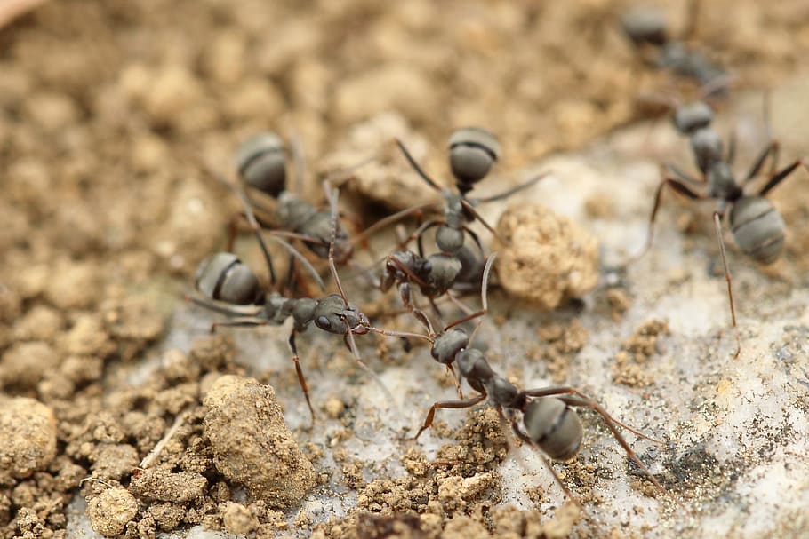ant, insect, macro, close up, soil, close-up, nature, no people HD wallpaper