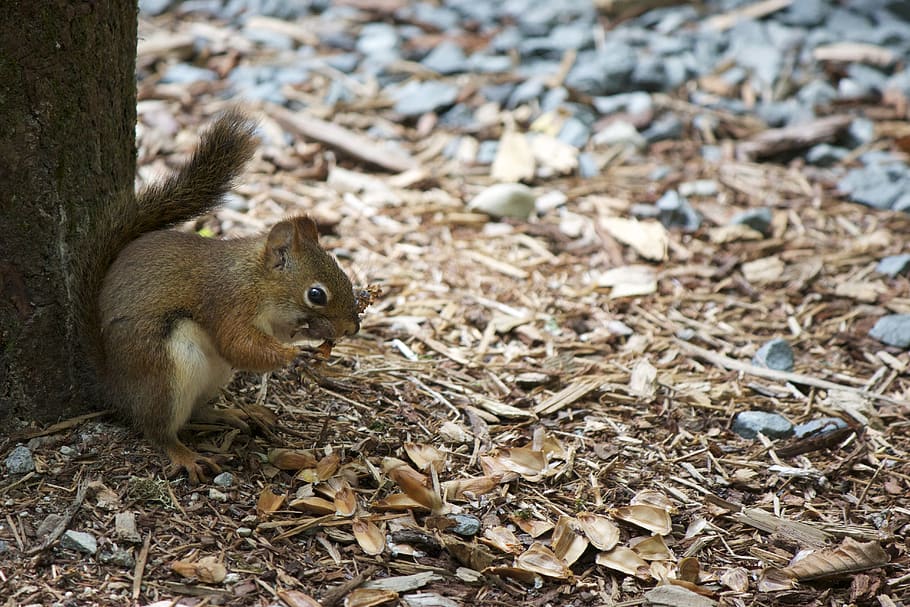 Brown Squirrel Beside Tree, animal, animal themes, animal wildlife HD wallpaper