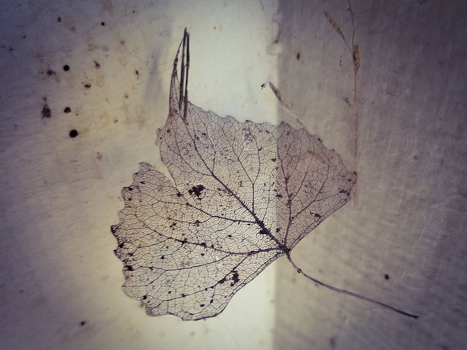 leaf, spider web, suspended, decay, plant part, autumn, close-up HD wallpaper