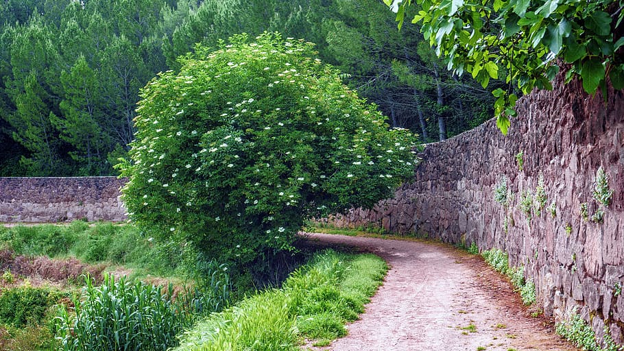 nature, landscape, path, spring, rural, tree, rural landscape HD wallpaper
