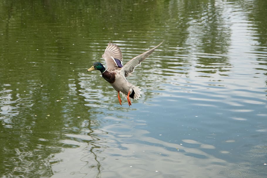 duck, flight, bird, flying, animal wildlife, animals in the wild HD wallpaper