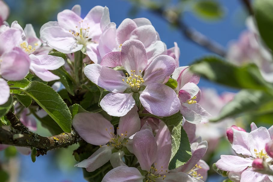 flower, blossom, bloom, white, pink, bud, nature, plant, petals HD wallpaper