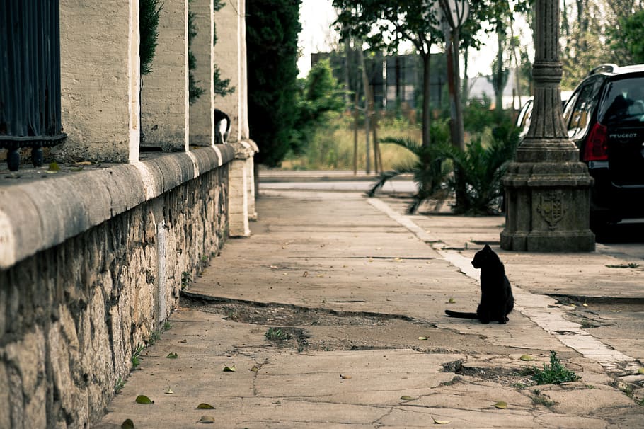 spain, benicarló, cat, sidewalk, wall, road, one animal, animal themes HD wallpaper