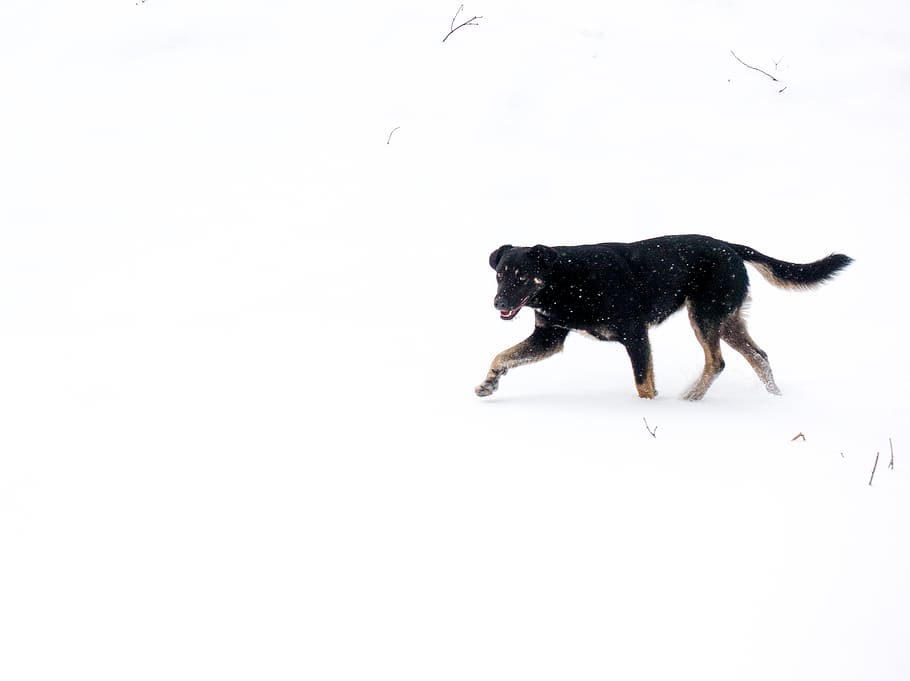 dog, white, snow, black, rinning, one animal, mammal, domestic HD wallpaper
